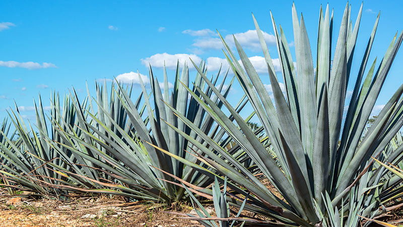 Tequila Exports Fell 4.2 Percent Last Year in First Drop Since 2009
